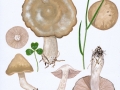 Entoloma clypeatum (L.) Kumm. , Schild-Rötling , Festfleischiger Frühlings-Rötling