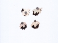Geastrum fimbriatum Fr. , Gewimperter Erdstern