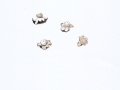 Geastrum minimum Schwein. , Zwerg-Erdstern , Kleinster Erdstern