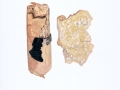 Gloeocystidiellum luridum (Bres.) Boidin , Ockergelber Gloeocystidenrindenpilz , Fahlgelber Gloeocystidenrindenpilz