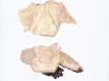 Gloeocystidiellum luridum (Bres.) Boidin , Ockergelber Gloeocystidenrindenpilz , Fahlgelber Gloeocystidenrindenpilz ,