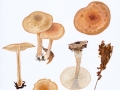 Gymnopus hariolorum (Bull.: Fr.) Antonin , Halling & Noordel. , Striegeliger Rübling