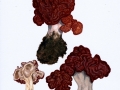 Gyromitra esculenta (Pers.: Fr.) Fr. , Frühjahrs-Giftlorchel , 2