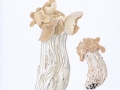 Helvella crispa Fr.: Fr. , Herbst-Lorchel