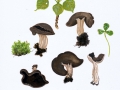 Helvella queletii Bres. , Schüsselförmige Lorchel