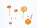Hygrocybe ceracea (Sow.: Fr.) Kumm. , Wachsgelber saftling, NPH