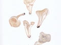 Cuphophyllus virgineus (Wulfen: Fr.) Kovalenko var. virgineus , Schneeweißer Ellerling