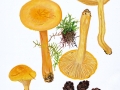 Hygrophorus lucorum Kalchbr. , Lärchen-Schneckling
