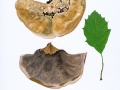 Inonotus cuticularis (Bull.: Fr.) Karst. , Flacher Schillerporling