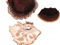 Ischnoderma benzoinum (Wahlenb.: Fr.) Karst. , Schwarzgebänderter Harzporling