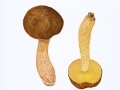Lecinellum crocipodium  (Letell.) Bresinsky & M. Binder , Gelber Raustielröhrling