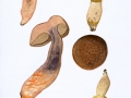 Lecinellum crocipodium (Letell.) Breseinsky & M. Binder , Gelber Raustielröhrling