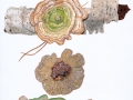 Lenzites betulinus (L.: Fr.) Fr. , Birken-Blättling , Birkentramete , Birken-Blätterporling