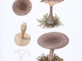 Lepista panaeolus (Fr.) Karst. , Marmorierter Rötelritterling , Graubräunlicher Rötlritterling , NPH