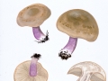 Lepista personata (Fr.: Fr.) Cooke , Lilastiel-Rötelritterling , Violettstieliger Rötelritterling