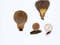 Lycoperdon echinatum Pers.: Pers. , non Schaeff. , Igel-Stäubling NPH