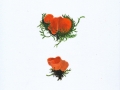 Melastiza scotica Graddon , Orangefarbener Kurzharr-Borstling