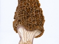 Morchella elata Fr. agg. , Hohe Morchel , Spitz-Morchel