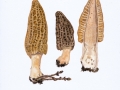 Morchella elata Fr. agg , Hohe Morchel , Spitz-Morchel 2