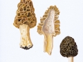 Morchella esculenta (L.: Fr.) Pers. , Rundmorchel , Gemeine Speise-Morchel