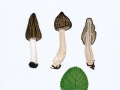 Morchella semilibera DC.: Fr. , Käppchen-Morchel , Halbfreie Morchel