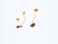 Mycena acicula (Schaeff.) Kumm. , Orangeroter Helmling