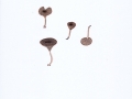 Omphalina pyxidata (Pers.:Fr.) Quél. , Rotbrauner Nabeling