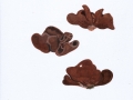 Otidea cochleata (L.) Fuck. , Schnecken-Öhrling , Umbrabrauner Öhrling