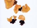 Otidea onotica (Pers.: Fr.) Fuck. , Eselsohr ,  NPH