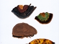 Phellinopsis conchata (Pers.) Dai , Muschelförmiger Feuerschwamm