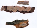 Phellinus ferreus (Pers.) Bourdot & Galzin , Scmalsporiger Feuerschwamm