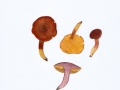 Phylloporus pelletieri (Lev.) Quél. , Europäisches Goldblatt , Gemeines Goldblatt