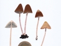 Psathyrella conopilus (Fr.: Fr.) A. Pearson & Dennis , Steifstieliger Mürbling , Lederbrauner Faserling , Steifstieliger Kegelhut-Faserling