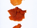 Pycnoporellus fulgens (Fr.) Donk , Leuchtender Weichporling ,  NPH