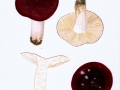 Russula atropurpurea (Krombh.) Britzelm. , Purpurschwarzer Täubling