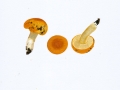 Russula aurea Pers. , Gold-Täubling
