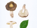 Russula carpini R. Girard & Heinem. , Hainbuchen-Täubling