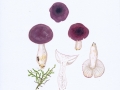 Russula fragilis Fr. , Wechselfarbiger Spei-Täubling