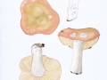 Russula romellii Maire , Weißstieliger Leder-Täubling ,  NPH