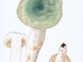 Russula virescens(Schaeff.) Fr. , Grünfeldriger Täubling