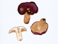 Russula viscida  Kudrna , Lederstiel-Täubling , NPH