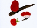 Sarcoscypha coccinea (jacq.) Boudier , Scharlachroter Kelchbecherling , Zinnoberroter Kelchbecherling , Echter Orachtbecherling