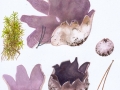 Sarcosphaera coronaria (Jacq.) J. Schröt. , Violetter Kronenbecherling
