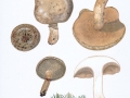 Suillus viscidus (L.: Fr.) Roussel , Grauer Lärchen-Röhrling