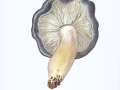 Tricholoma portentosum (Fr.: Fr.) Quél. , Schwarzfaseriger Ritterling , Schnee-RitterlingNPH