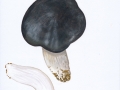 Tricholoma portentosu (Fr.: Fr.) Quél. , Schwarzfaseriger Ritterling , Schnee-Ritterling , , 2, NPH