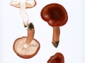 Tricholoma ustaloides Romagn. , Bitterer Eichen-Ritterling