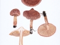 Tricholoma vaccinum (Schaeff.: Fr.) Kumm. , Bärtiger Ritterling