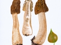 Verpa bohemica (Krombh.) j. Schröt. ,  Böhmische Verpel