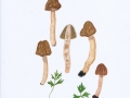 Verpa conica (O.F. Mül.: Fr.) Sw. , Glocken-Verpel , Fingerhut-Verpel